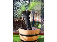 Grass Tree